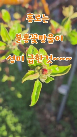 홍로꽃 힘내라고 요소와붕산살포 #사과밭 #사과꽃 #홍로