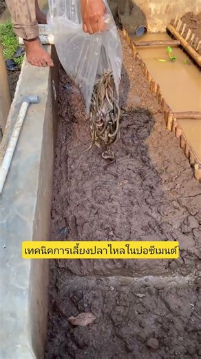 Techniques for raising eels in cement ponds #EelFarming #BaoRinAgricultureHandsOn