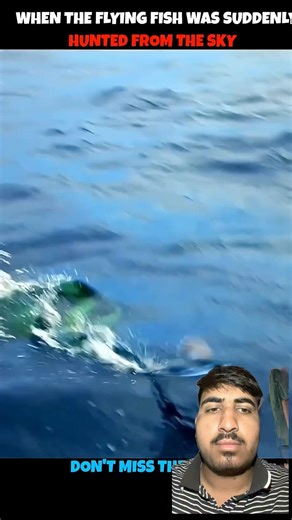 The Flying Fish Hunting From The Sky #funny #turtlewatching #funnyanimals #wildlifeentertainment #tu