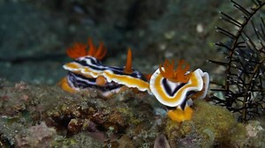 DSLR macro footage, shot with Canon 7D