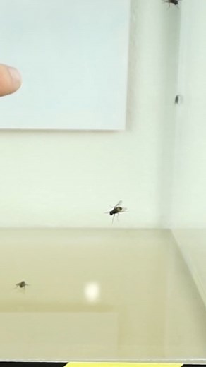 56K views · 637 reactions | Will the flies be able to fly? 練 #science #biology #experiment #insects #funfacts #reels | The Action Lab | Facebook