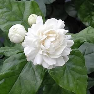 50 Jasminum Sambac Jasmine Seeds, Arabian Jasmine, Mogra, Sampaguita, Showy Perennial Fragrant Flower, and Maintain