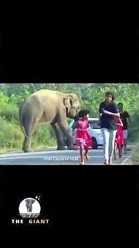 Terrifying! 3 Elephant Attacks That Shocked the World 🐘😱