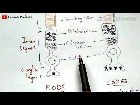 Physiology of Eye | Walds visual cycle | Phototransduction | Rods and cones | Hyperpolarization