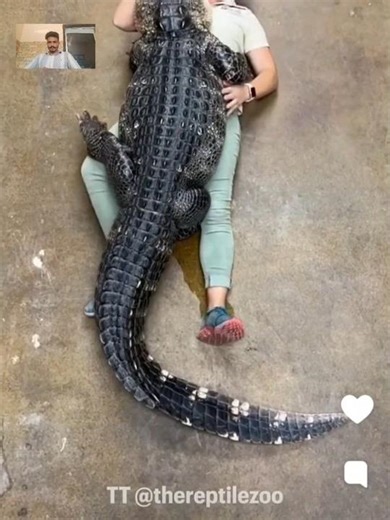 Crocodile's mummy came out from the hole 🐊😱​