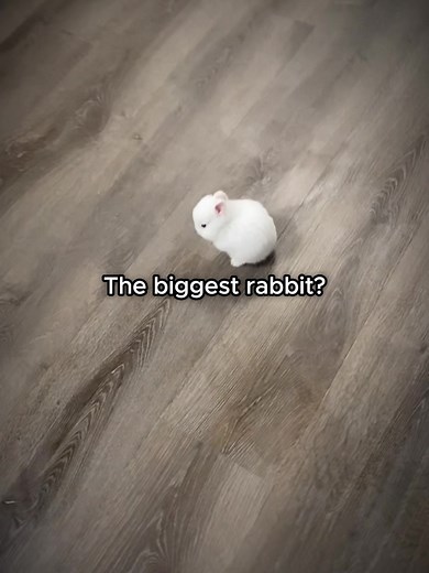 Song: BURNING MEMORY FUNK #fyp #biggest #rabbits #edit