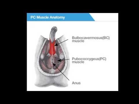 PC and BC Workout Automated Powerful Plus +11x(Extra Strong) SIGH