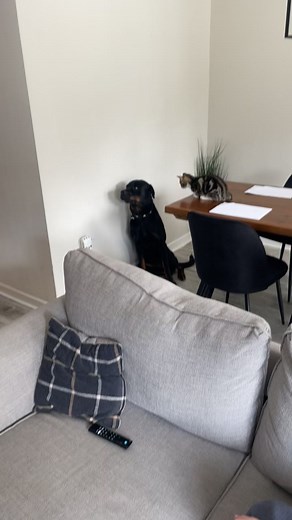 Big scary Rottweiler terrified 🤣🤣🤣🤣 | Beat on Swag