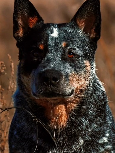 Blue Heeler vs Red Heeler: Pastor Australiano