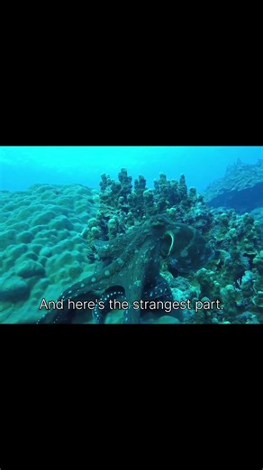 Octopuses Have 3 Hearts ❤️🐙 | MindSpark #shorts