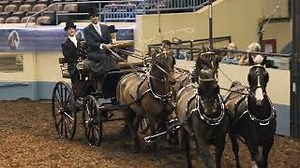Carriage Pleasure Driving