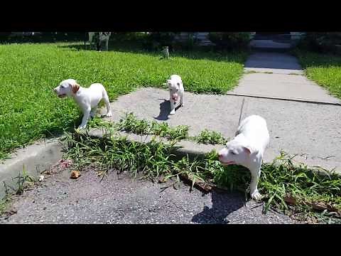 July 25, 2019 ALL WHITE PITBULL PUPPIES 4 SALE