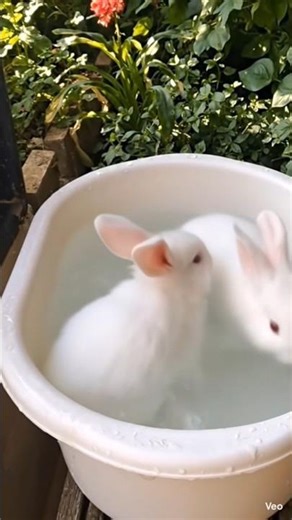 Cute Bunnies in a Tub 🐰splashing water #shorts
