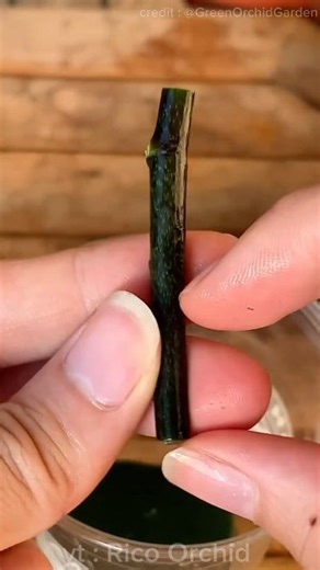 83K views · 470 reactions | Cultivating moon orchid shoots #orchid #orchidcare #orchidplant #orchidflower #orchids #plantingorchid #ricoorchid | Rico Orchid | Facebook