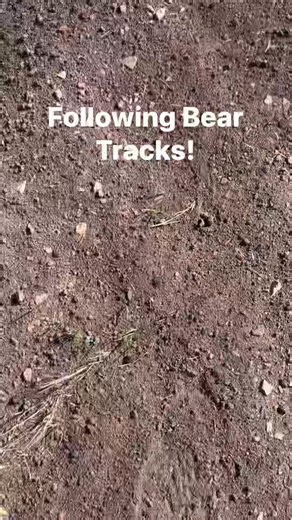Following Bear Tracks! | Walking America Couple