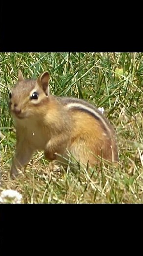 Chipmunk sounds - chirping #wildlife #shorts #wildanimals