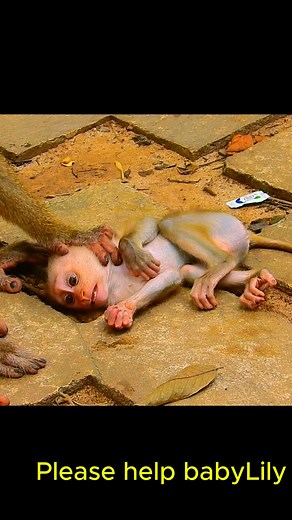 Newborn monkey just see the world. | Monkey Time | Facebook