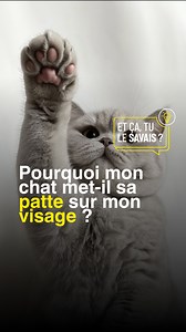 Derrière le comportement parfois curieux des chats, se cache toujours une raison bien précise. Le fait qu’ils posent leurs pattes sur le visage de leur maître ne fait pas exception à la règle. #caminteresse #chat #animaux #calins #comportementfelin | Ça m'intéresse