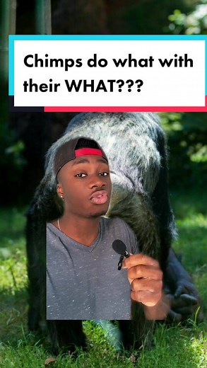 Unbelievable Chimp and Monkey Facts Revealed