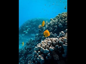 HOW TO CREATE A FOREVER SALT WATER AQUARIUM