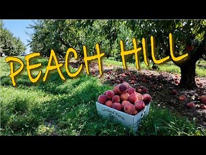🇺🇸 Peach Tree Harvest 🍑 /How to Know When to Pick Peaches / Family Farm in USA