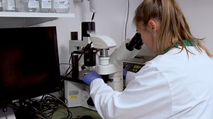 Standardized and Scalable Assay to Study Perfused 3D Angiogenic Sprouting of iPSC-derived Endothelial Cells In Vitro