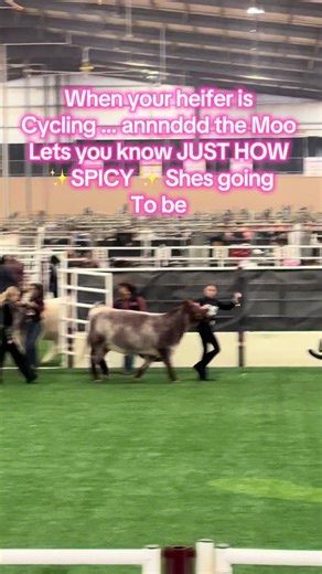 Understanding Heifer Cycling in Livestock Shows