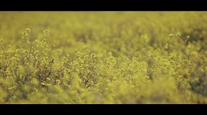 1.6K views · 134 reactions | :::: NUEVO ÁLBUM Guardarraya | OTRO RATO ME FUI A VOLVER He aquí, la primera parte de un mini documental que ha elaborado la banda, para lanzar su nuevo álbum luego de 8 años de una pausa activa para sus fanáticos. El 10 de nov. se presentarán en el Teatro Nacional Sucre, las entradas a la venta desde el 01 de noviembre. ¡Ultra Recomendado! 烙 | Ultramotora | Facebook