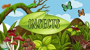 Insects - Educational Videos for Kids