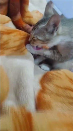 #cat #animemusic #love #song #animesoundtrack #trending #trendingshorts