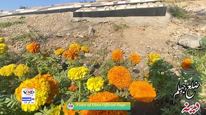 Welcome to Dina City | Voice of dina Page