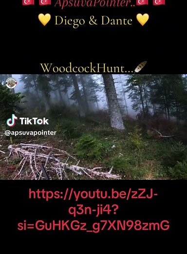 Woodcock Hunting with Diego & Dante