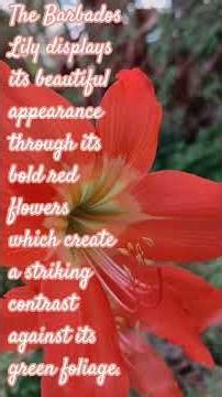 Exotic Barbados Lily Flower 💐 | Beautiful Red Flower Close up #travelholidaydestinationsvms #nature