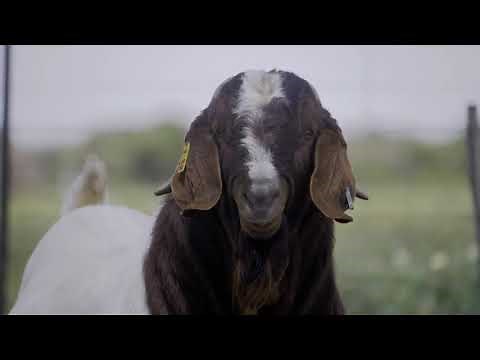 9th Bobaas Boer Goat Digital Auction