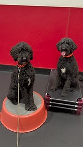 Teddy + Bear = Teddy Bear 笠凉 At first glance, these 6-year-old Goldendoodle brothers look pretty similar—but once you get to know them, it’s impossible to mix them up! Teddy tends to be the ringleader, sounding the alarm by barking at squirrels, dogs, cars, and people passing by, while Bear follows along and backs his brother up. Check out how they’ve done this week at school!! ❤️ | Sit Means Sit Dog Training - Portland | Facebook