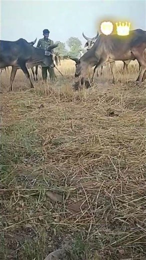 kankarej cow herd training in attack | aggressive kankarej in farm for train#short#viral#cow#gay#maa