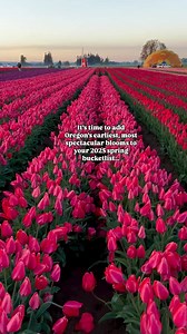 Annual Wooden Shoe Tulip Festival 🌷✨ Located in Woodburn, OR, the Tulip Festival is an annual celebration of spring, showcasing acres of breathtaking tulip fields in bloom. The tulips bloom from late March until early May, with best blooms and color around mid-April. This year, the festival is offering enchroma glasses for inclusive viewing! Grab your tickets soon, link in bio! Video: fitness4life4me (IG) | Willamette Valley - Oregon Wine Country