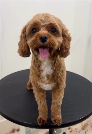 Such a difference when our little Millie gets a fresh cut! Watch until the end to see how scruffy she was...😂😄🐶🐾 #cavoodle #doghaircut #freshcut