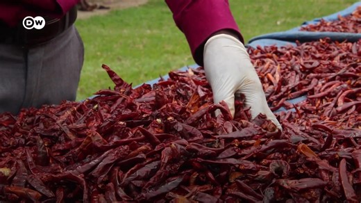 Une start-up se lance dans la transformation du piment