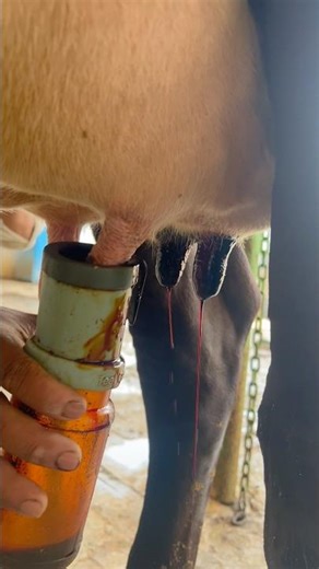 From Machine to Milk 🐄🥛 Amazing Cow Milking Process!