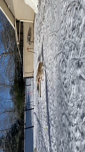 25K views · 2K reactions | The dogs who are still with the Kentucky Humane Society after being rescued from the property in Spencer County this past week loved playing in the snow! They also received their very first toys and we were so excited to see how happy the toys made them. On the property, the only toys available to them were the trash that was strewn around the property. Now they have proper toys and they're making the most of them! | Kentucky Humane Society | Facebook