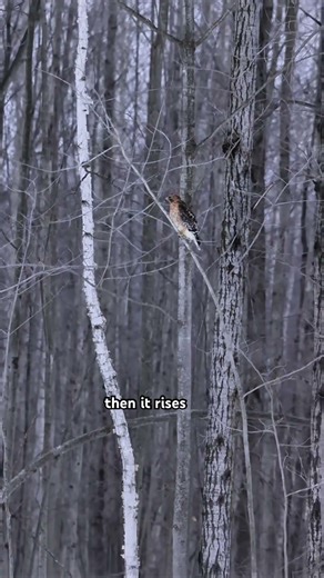 Red-Shouldered Hawk Soars Through Snowy Michigan Woods | Pure Magic 🦅❄️