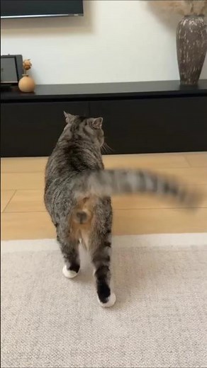 Why cats twitch their tails #cattail #catbodylanguage #cat
