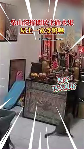 柴山潑猴闖民宅「偷水果」 屋主一家受驚嚇 ‪@ChinaTimes‬ #柴山 #猴子 #偷水果 #新年 #中時新聞網