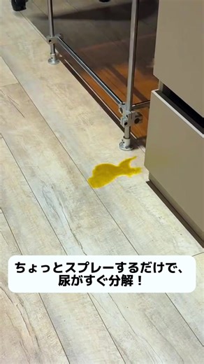 犬のトイレトレーニングがうまくいかない時の対策