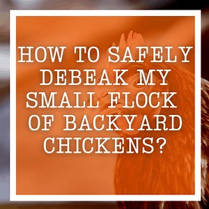 How To Safely Debeak My Small Flock Of Backyard Chickens