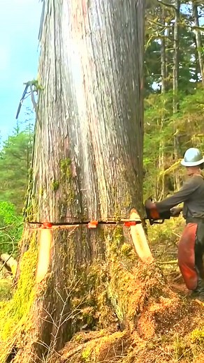 77K views · 485 reactions | #logging #woodcutting #chainsawman #treeremoval #arborist #treeclimber | Wood Colection | Facebook