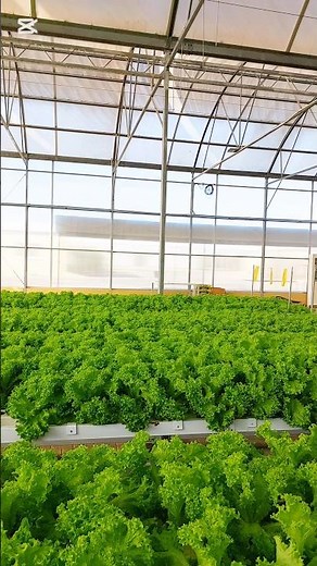 How to Grow Lettuce in Hydroponics? Greenhouse Farming Tour #hydroponics #lettucesalad #lettucefarm