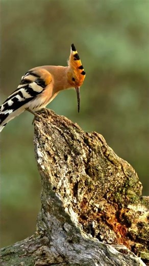 Beautiful Birds Chirping | Stress Relief & Relaxing Sounds 🌿🐦" #newsong #birds #birdsong #shortsvido