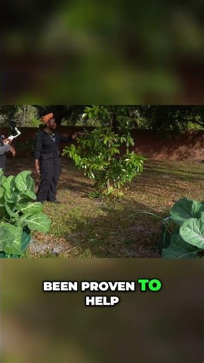 Soursop Tree Tea: Natural Cancer Fighter Found in Your Garden! #shorts